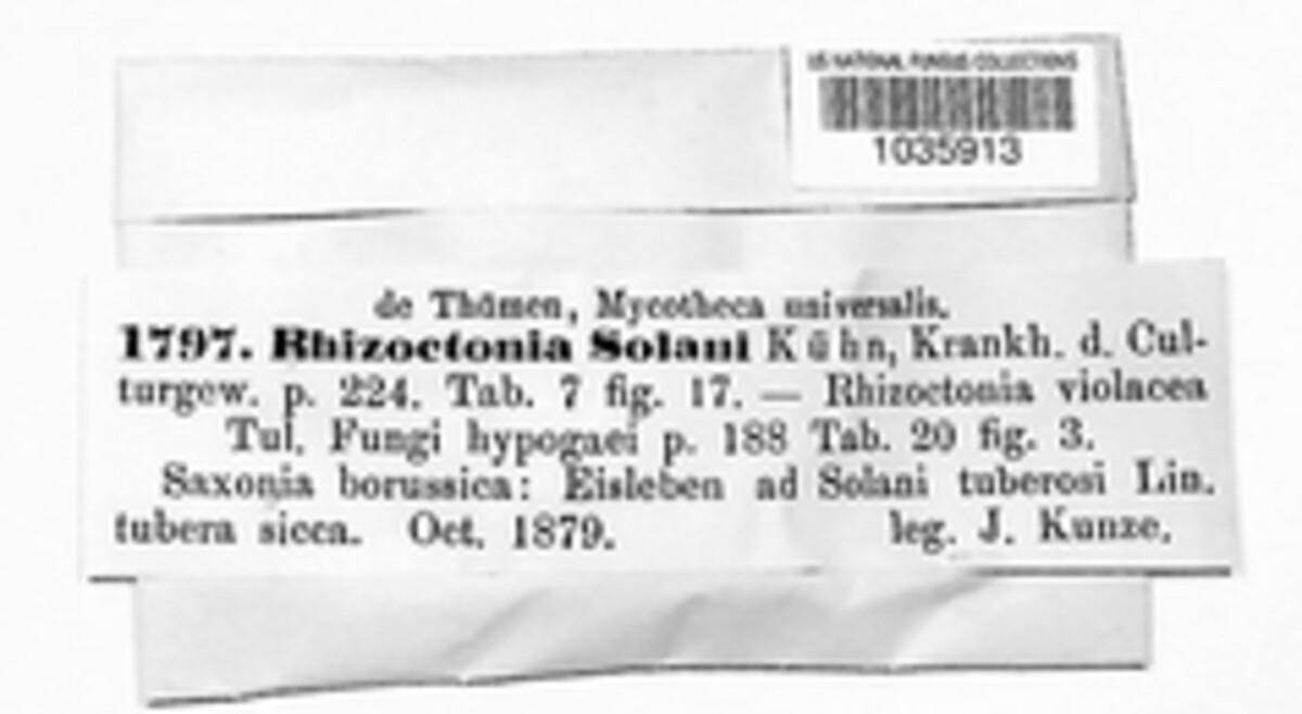 Rhizoctonia solani image